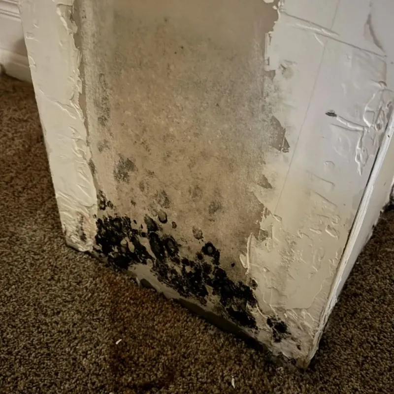 Professional Mold Removal in San Miguel, NM